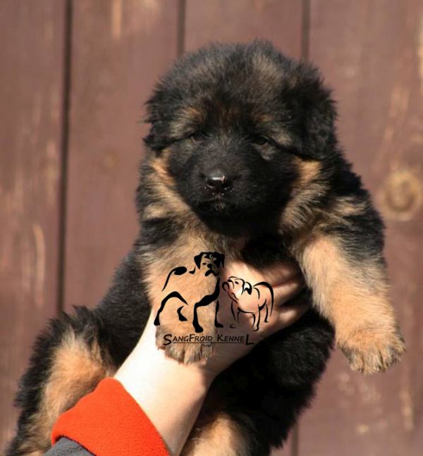 Image of German Shepherd posted on 2022-08-22 04:07:05 from Mumbai